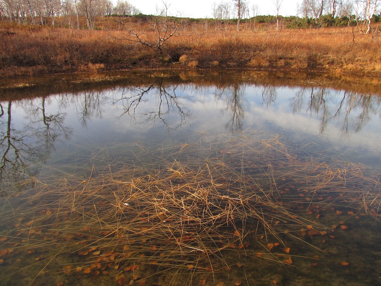 Can Seaweed Help to Offset Carbon Emissions?